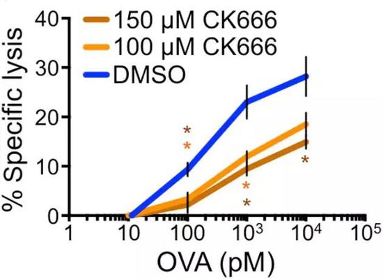 CK666作用下，T細(xì)胞對(duì)靶細(xì)胞裂解能力明顯下降